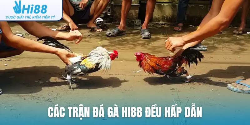 Các trận đá gà Hi88 đều hấp dẫn