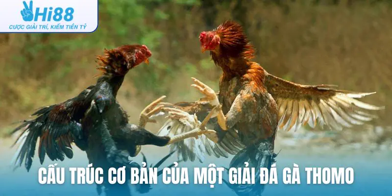 Cấu trúc cơ bản của một giải đá gà Thomo
