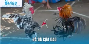 Đá gà cựa dao