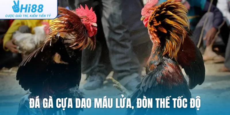 Đá gà cựa dao máu lửa, đòn thế tốc độ, diễn biến nhanh