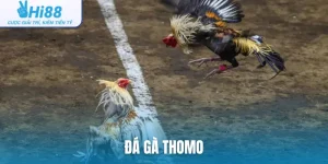 Đá gà Thomo