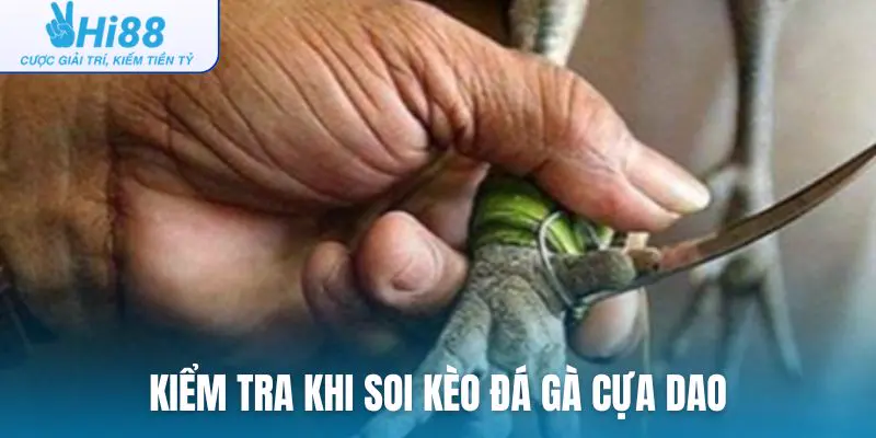 Những điều mà người chơi đá gà cựa dao cần kiểm tra khi soi kèo