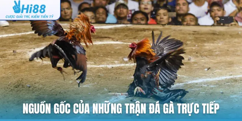 Nguồn gốc của những trận đá gà trực tiếp trên mạng
