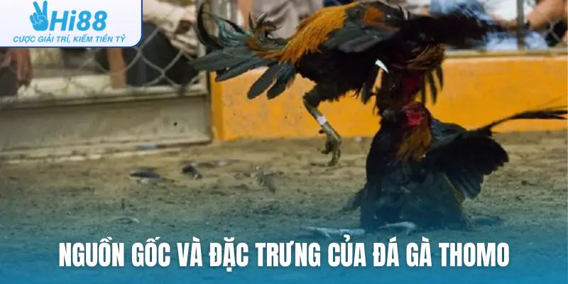 Tổng quan về nguồn gốc và đặc trưng của đá gà Thomo