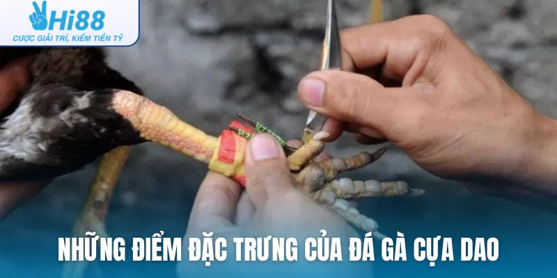 Những điểm đặc trưng của đá gà cựa dao so với các loại hình khác