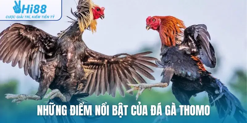 Những điểm nổi bật của sân chơi đá gà Thomo so với các nơi khác