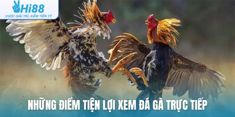 Những điểm tiện lợi mà việc xem đá gà trực tiếp mang lại