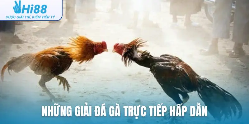 Những giải đá gà trực tiếp hấp dẫn, đáng xem nhất hiện nay