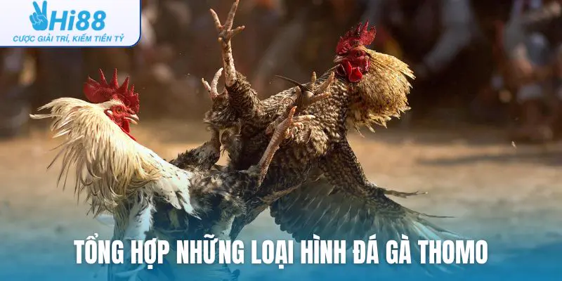 Tổng hợp những loại hình đá gà Thomo được ưa chuộng hiện nay